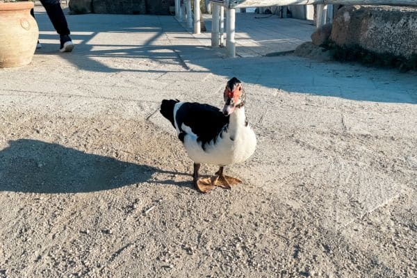 white and black duck with red beak standing outside the restaurant at the salt pans
