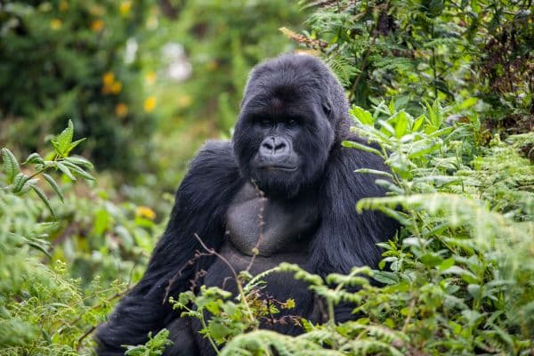 gorilla sitting very still and looking right at the camera, things to do in rwanda, things to do in kigali