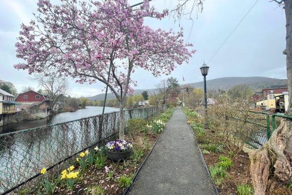 outdoor area of the bridge of flowers, small paved path with flowers and plants lining both sides of the walkway, tree with pink flowers on the left side, western massachusetts, things to do in western massachusetts