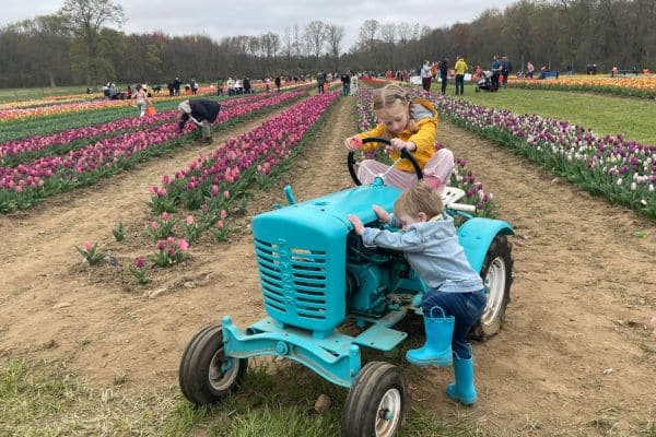 blue tractor going through rows of tulips, people picking flowers in the background