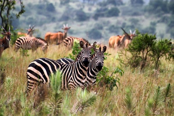 two zebras staring intently at the camera in akagera national park, antelopes in the background, day trips from kigali, kigali day trips