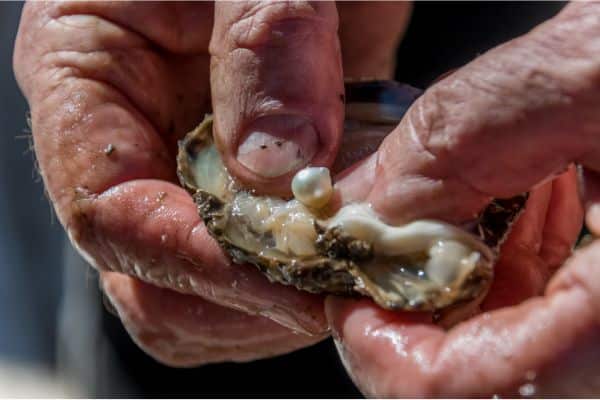 up close view of man pushing a pearl out of the shell