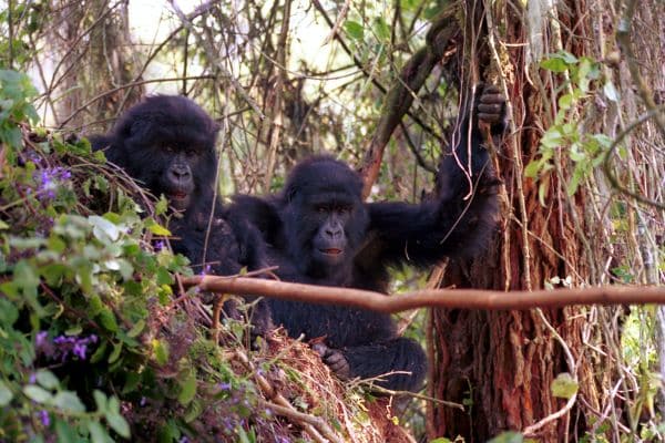 two gorillas in volcanoes national park, kigali day trips, kigali tourism, day trips from kigali