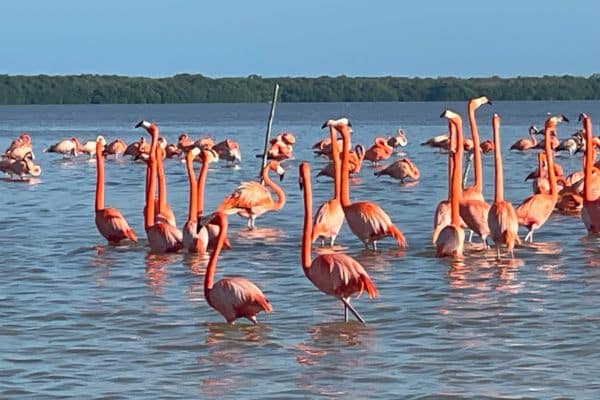 pink flamingoes in the water, places to see in merida, best things to do in merida mexico