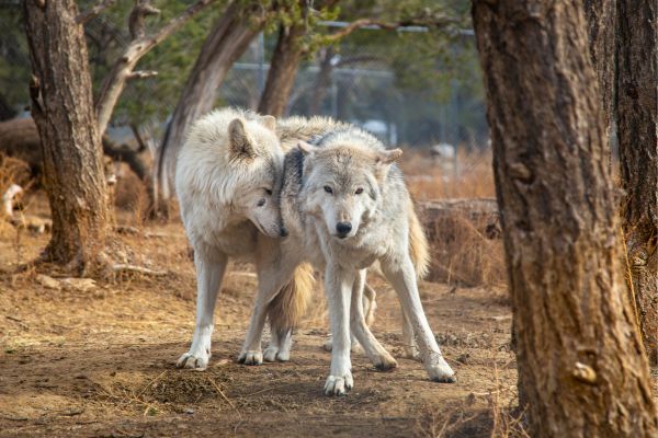 agana and mowgli standing close to one another, Wild animal sanctuary, Wild spirit wolf sanctuary new mexico 