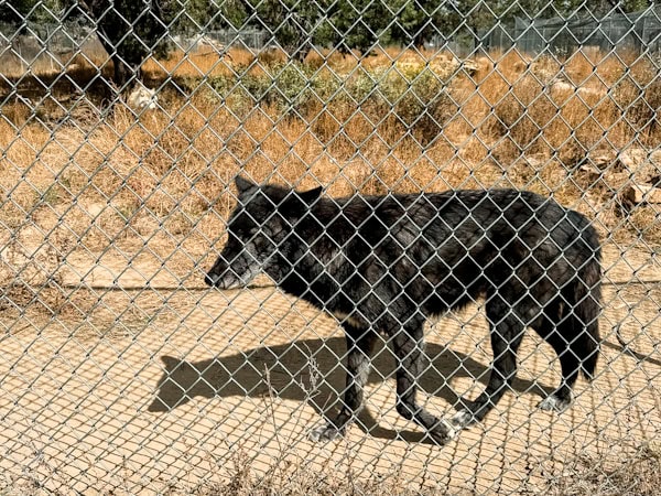 beans the black wold inside his fenced in area, Wolf dog sanctuary, New mexico wolf sanctuary, Wild spirit wolf sanctuary new mexico 