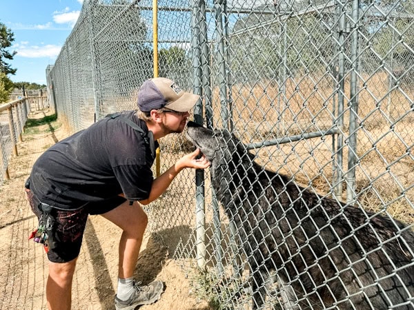 our guide kissing one of the wolves named beans through the fence