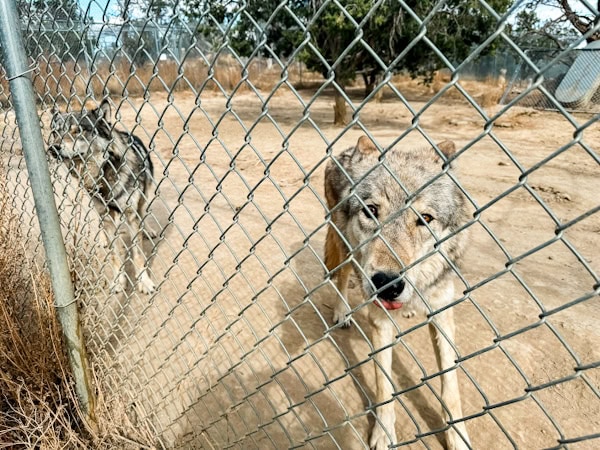 dorian and octavia checking us out through their fence 