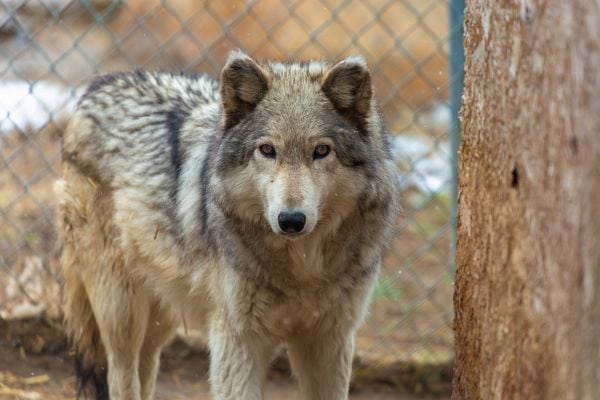 enya the wolf starting intensely into the camera 