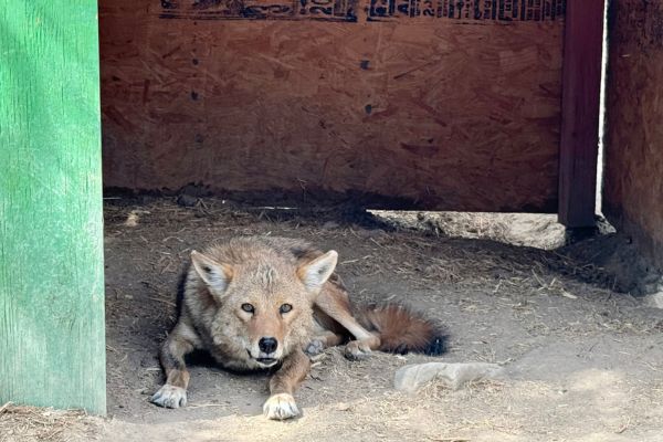 jasa laying underneath his little shelter as he is staring at us, Wild spirit wolf sanctuary new mexico, Wolf rescue, coyote