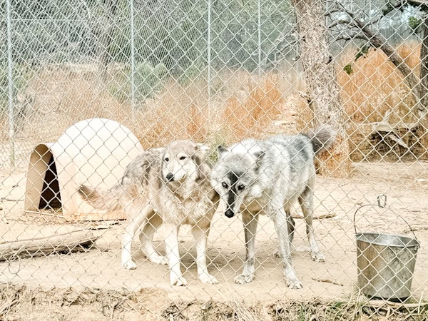 kiara and kovu looking cute, wolves looking at us through the fence, Wild animal sanctuary, Wild spirit 