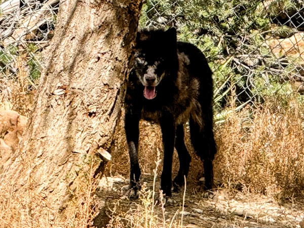 black wolf standing close to a tree, New mexico wolf sanctuary, Wild animal sanctuary, Wild spirit wolf sanctuary, Wolf rescue 