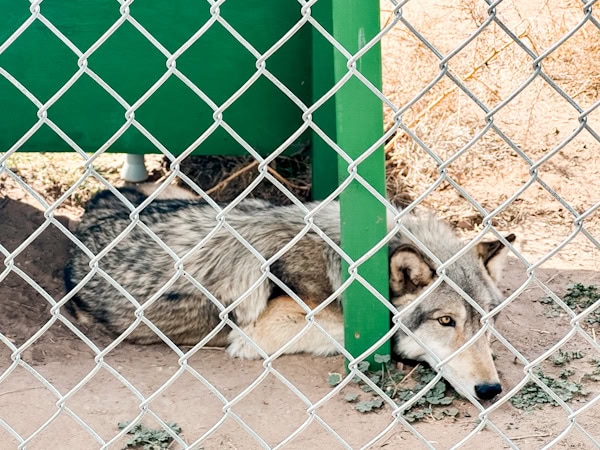 loki resting under his painted green house, Wild animal sanctuary, Wild spirit wolf sanctuary, Wolfdog rescue, Wild spirit wolf sanctuary new mexico 