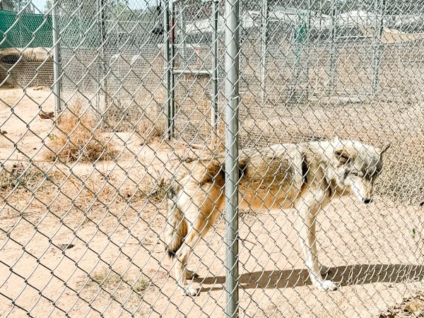 loki standing inside his fenced in area looking at us 