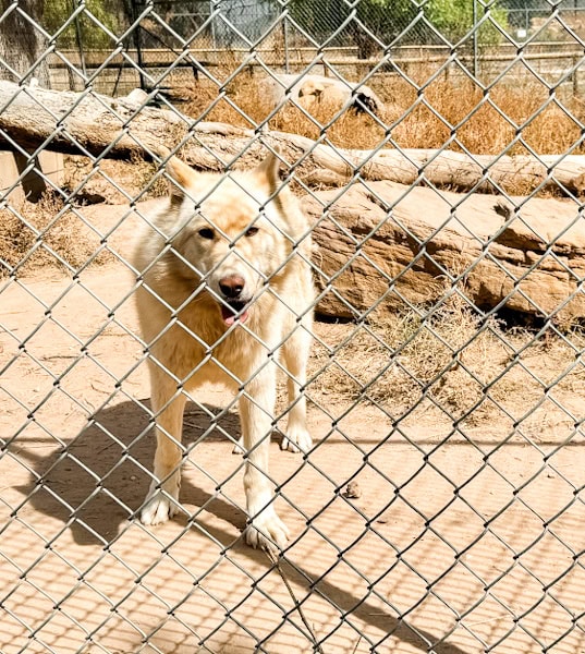 Thistle one of the wolves giving us a big grin through the fence