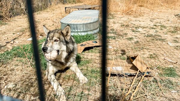 zayne playing with a toy in his mouth, Wild spirit wolf sanctuary new mexico, Wild spirit, Wolf dog sanctuary 