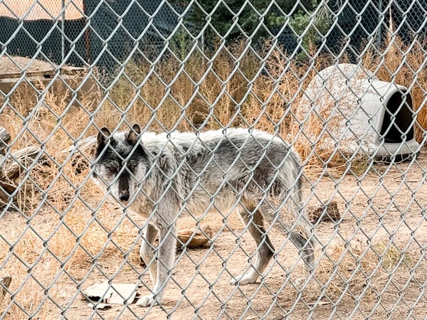 one of the wolves looking at us through the fence, Wild animal sanctuary, Wild spirit wolf sanctuary, Wild spirit wolf sanctuary new mexico, Wolfdog sanctuary 