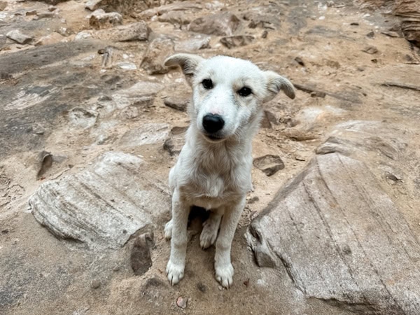 cute little white dog standing on the grounds of Petra 