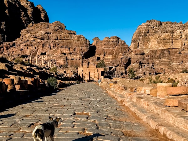 dog walking in front of us on the cobblestone streets of petra 